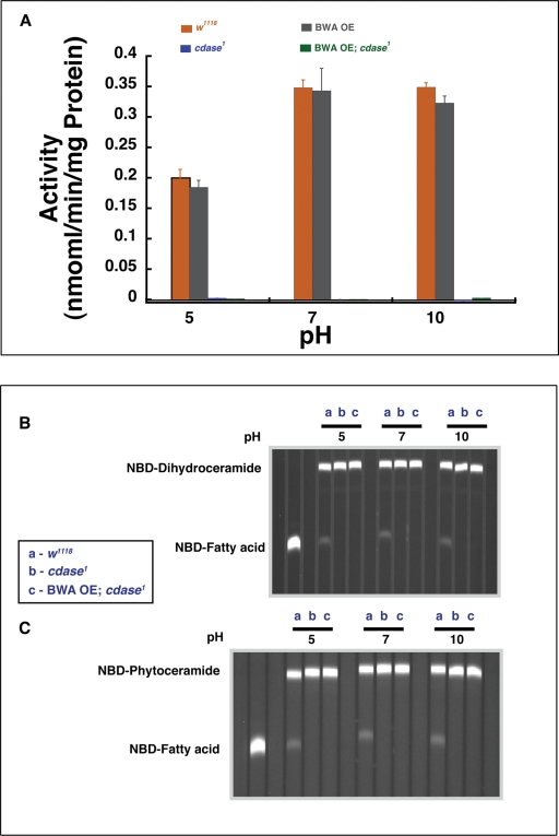 FIGURE 6: