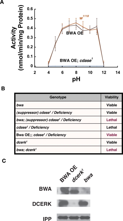 FIGURE 5: