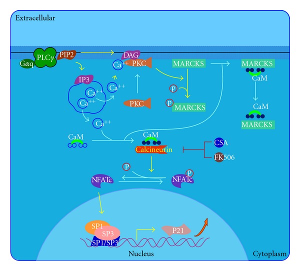 Figure 4