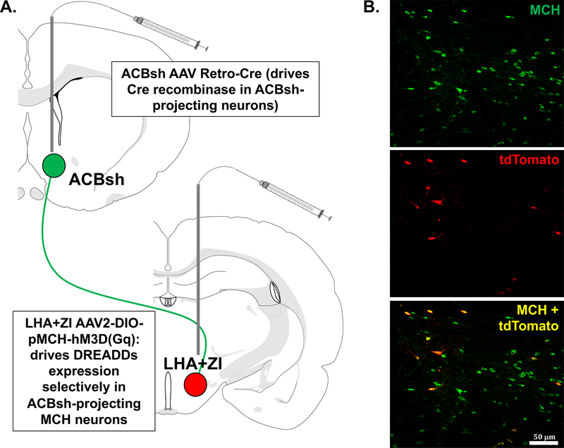 Figure 2: