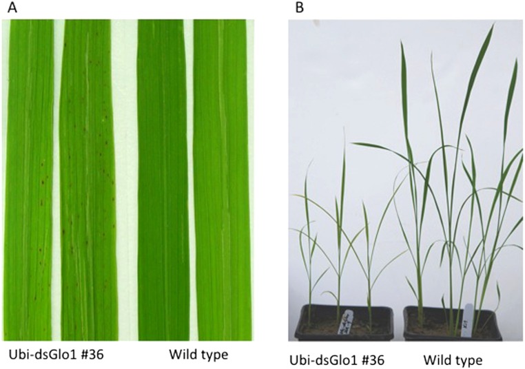 Figure 1