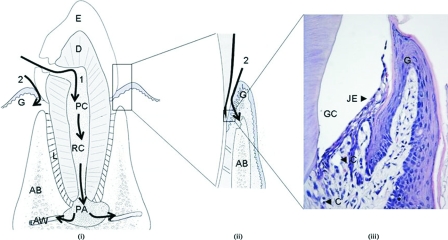 FIG. 1.