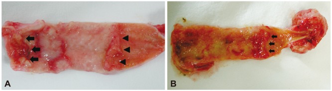 Fig. 5