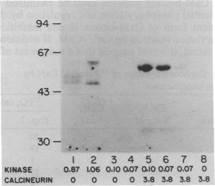 graphic file with name pnas00297-0435-a.jpg