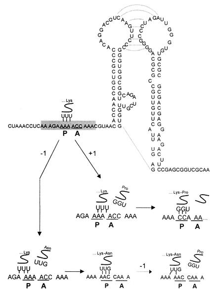 FIG. 7.