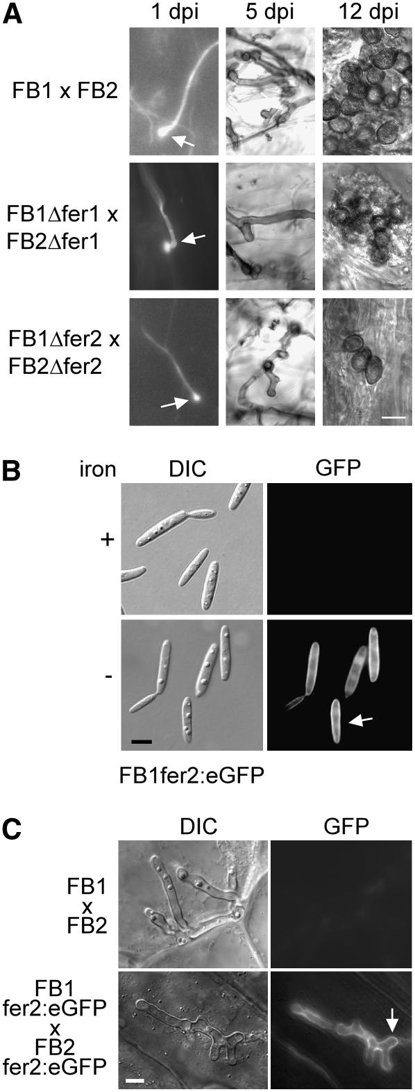 Figure 6.