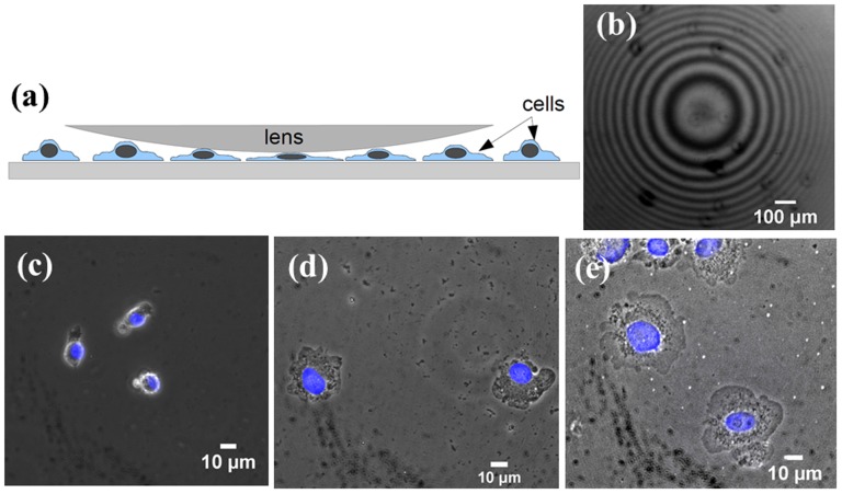 Figure 11