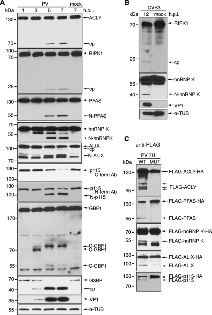 FIG 6