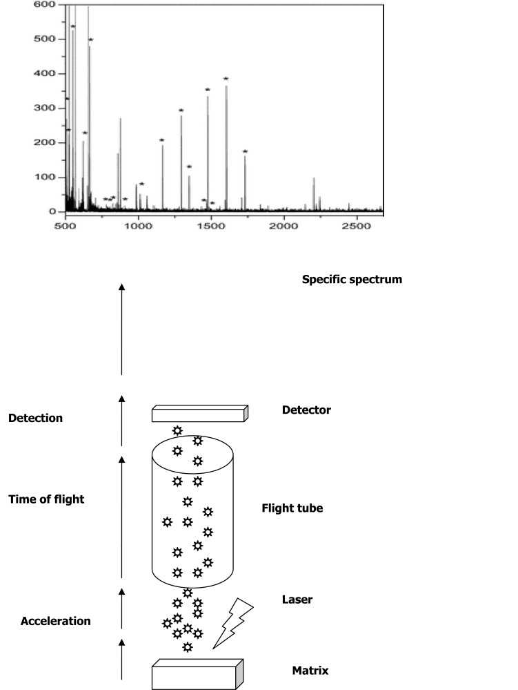 Fig. (1)