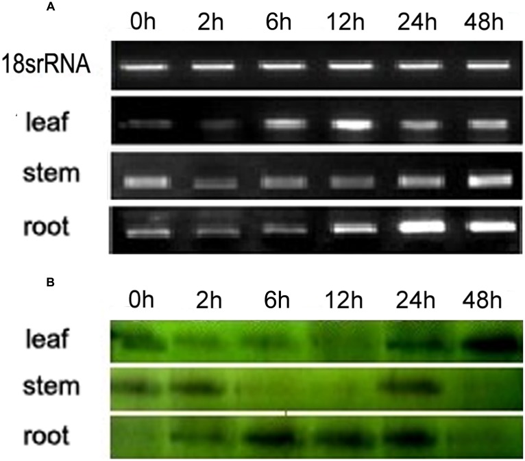 FIGURE 2