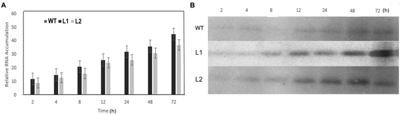 FIGURE 6