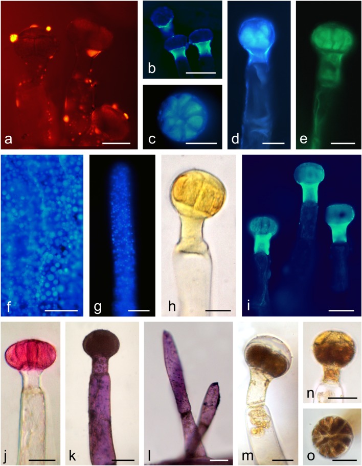 Fig. 8