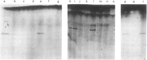 graphic file with name pnas00446-0094-a.jpg