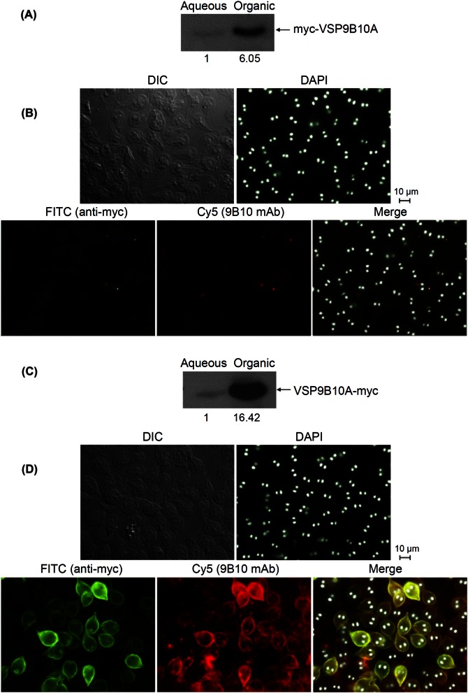 FIG 2 