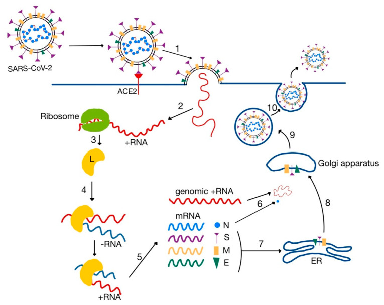 Figure 6