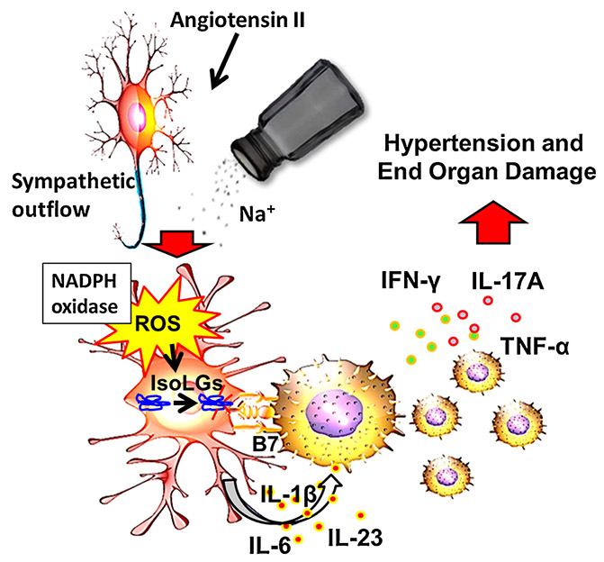 Mechanisms of Isolevuglandin-protein Adduct Formation in Inflammation ...