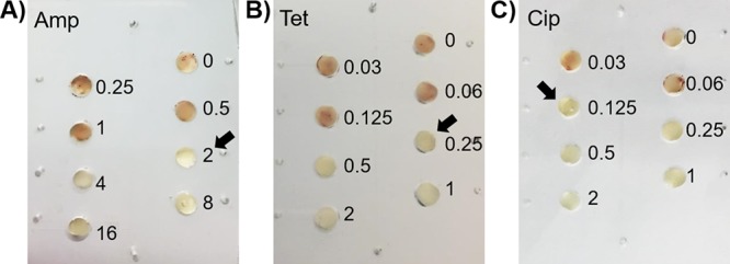 FIG 7