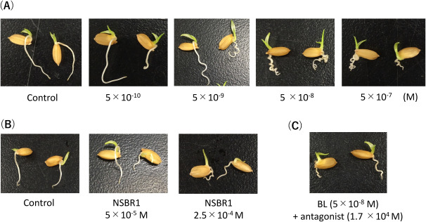 Fig. 5. Spiral induction in rice seeds. (A) BL at various concentrations. (B) NSBR1 at 5×10−5 M and 2.5×10−4 M. (C) BL antagonist at 1.7×10−4 M.