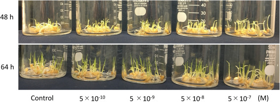 Fig. 3. Growth of rice plant in water containing BL at various concentrations.