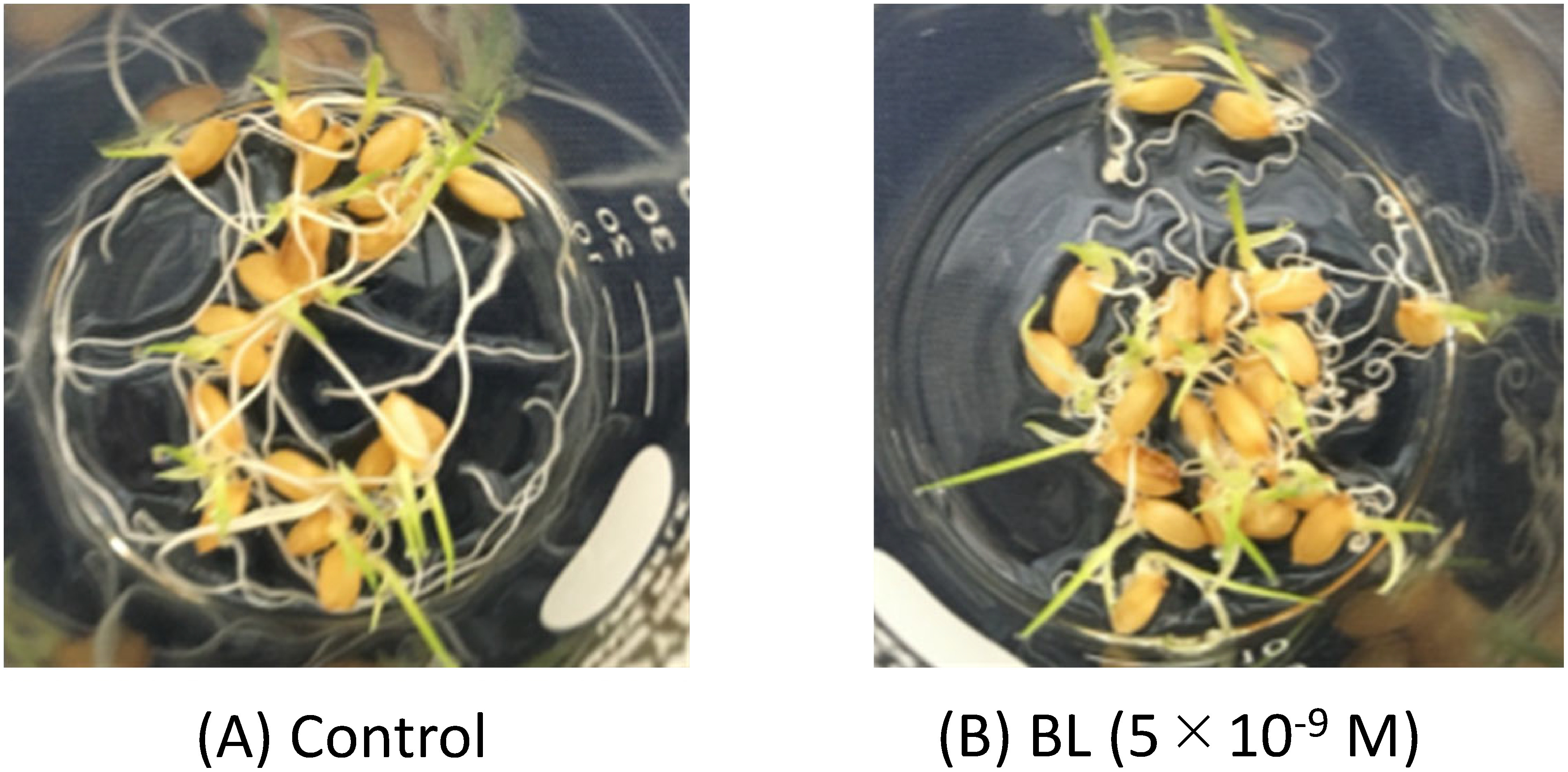 Fig. 4. Observation of roots 64 hr after the germination of seeds treated with (A) solvent and (B) BL at 5×10−9 M.