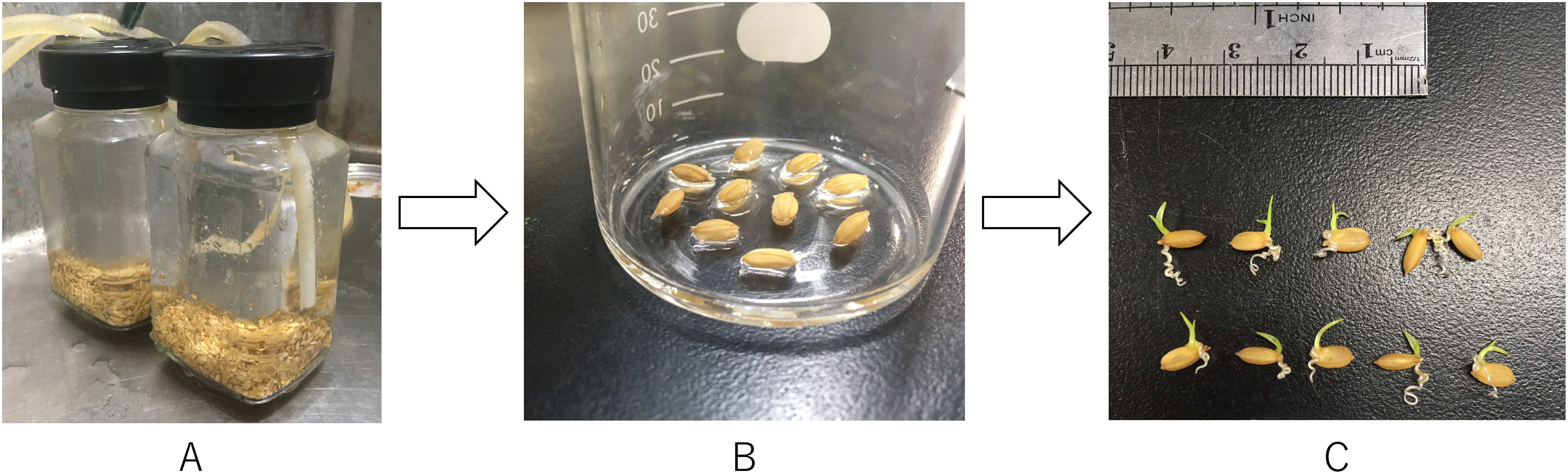 Fig. 2. Germination of rice seeds and observation of the root spiral formation. (A) Seeds were soaked in running tap water for a few days. (B) Ten germinated seeds with buds were transferred to a 50 mL beaker, and 2 mL of water was added. (C) Seeds, shoots, and roots were grown at 25°C for 2 days in the light.