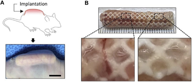 FIGURE 11