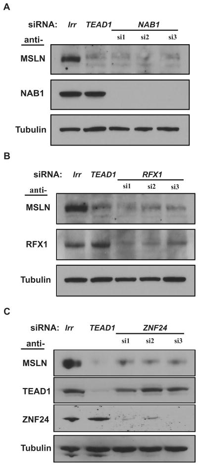 Figure 5