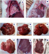 Figure 21