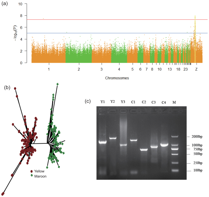 Figure 5: