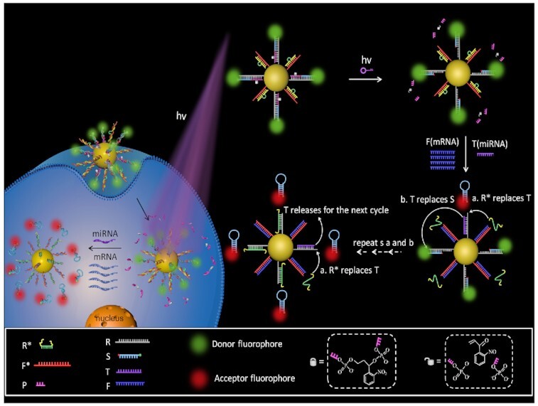 Graphical Abstract