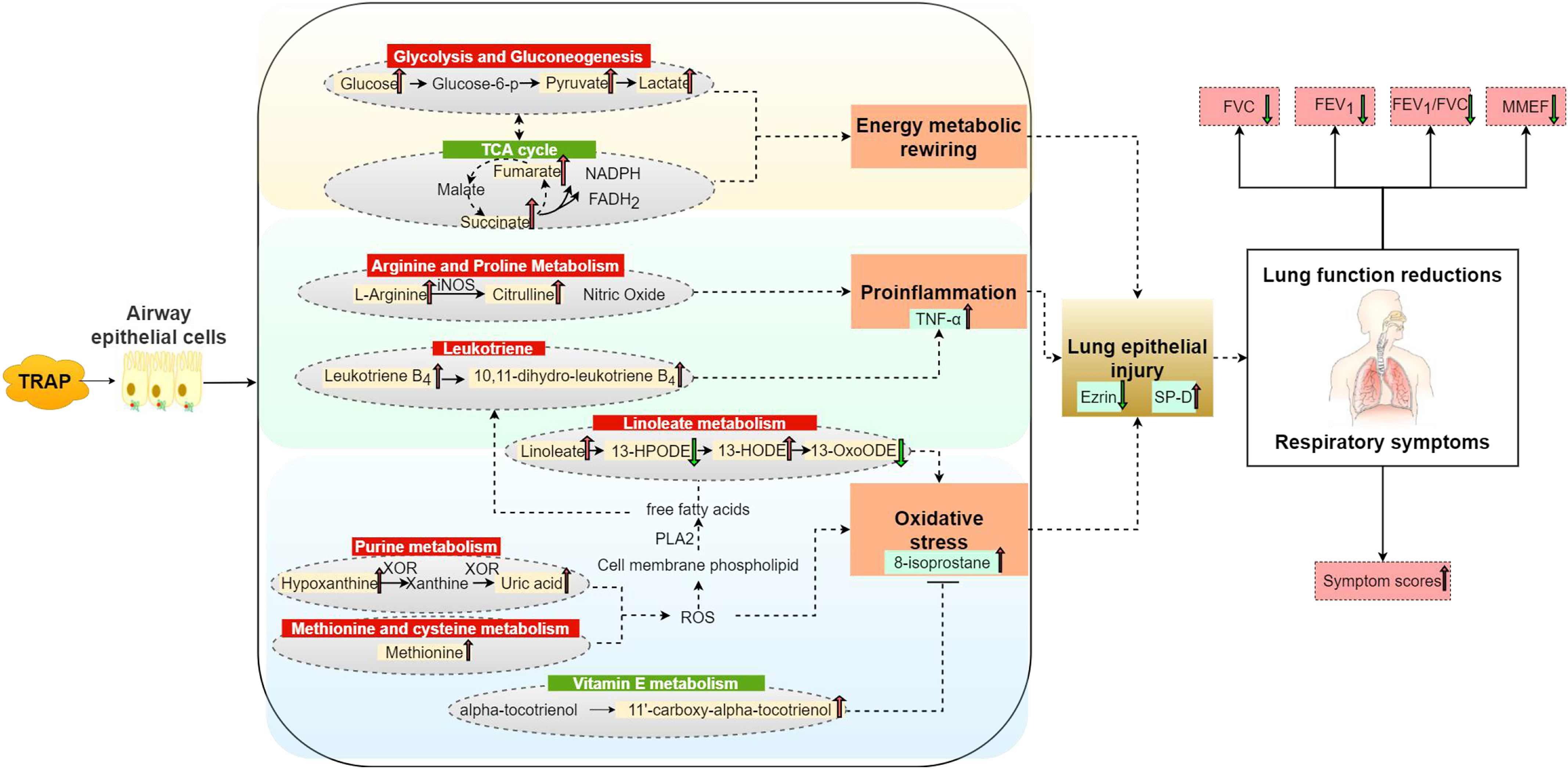 Figure 2 is an illustration flowchart with six steps. Step 1: traffic-related air pollution leads to airway epithelial cells. Step 2: Epithelial cells lead to energy metabolic rewiring, pro-inflammation tumor necrosis factor lowercase a, and oxidative stress (8-isoprostane). Step 3: Under energy metabolic rewiring, Glycolysis and Gluconeogenesis, including glucose, glucose-6-phosphate, pyruvate, and lactate, are combined with the Tricarboxylic Acid Cycle, including malate, fumarate, and succinate. Under pro-inflammation, tumor necrosis factor lowercase a, arginine, and proline metabolism are involved, including L-arginine with inducible nitric oxide synthase, citrulline, nitric oxide, and leukotrienes, including leukotriene B-4 and 10,11-dihydro-leukotriene B 4. Under Oxidative stress 8-isoprostane, linoleate, 13- hydroperxyoctadecadienoic acid, 13-hydroxyoctadecadienoic acid, 13-oxooctadecadienoic acid; Purine metabolism, including hypoxanthine with Xanthine Oxidoreductase, xanthine with Xanthine Oxidoreductase, uric acid; Methionine and cysteine metabolism, including methionine; and Vitamin E metabolism, including alpha-tocotrienol and 11 prime carboxy-alpha-tocotrienol. Purine metabolism with methionine and cysteine metabolism leads to reactive oxygen species. The reactive oxygen species lead to cell membrane phospholipid. The cell membrane phospholipid and phospholipase A2 lead to free fatty acids. The free fatty acids lead to leukotriene. Step 4: Lung epithelial injury, including ezrin and surfactant proteins D. Step 5: Lung function reductions, including forced vital capacity, forced expiratory volume in the first second, ratio of forced expiratory volume in the first second to forced vital capacity, and maximal mid-expiratory flow. Step 6: Respiratory symptoms, including symptom scores.