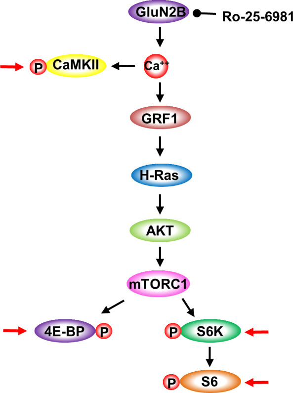 Figure 4—figure supplement 1.