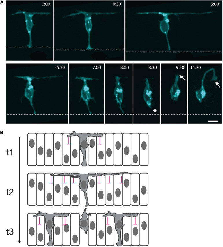 FIGURE 1