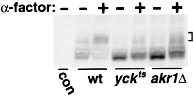 FIG. 5