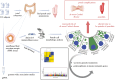 Graphical Abstract
