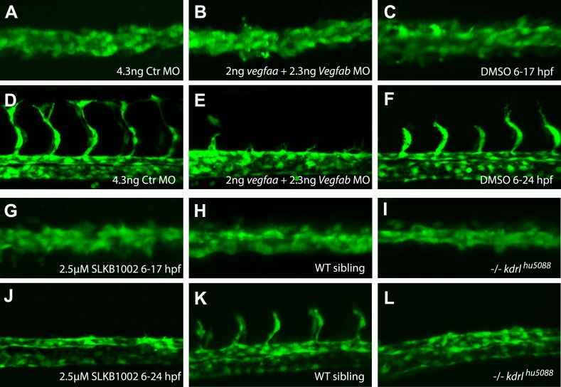 Figure 1—figure supplement 1.