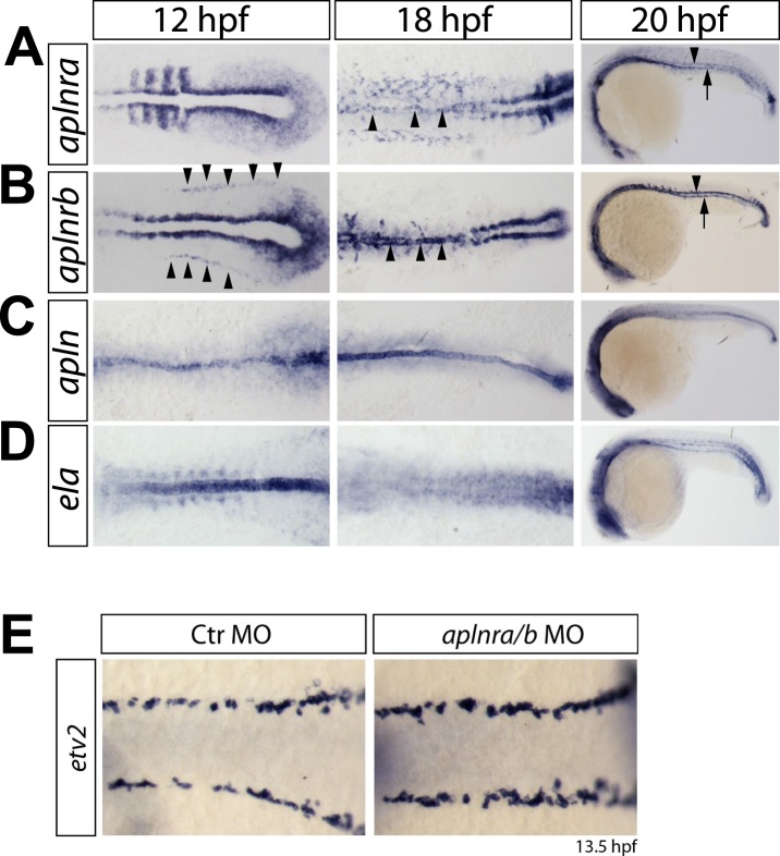 Figure 2—figure supplement 1.