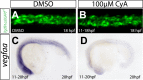 Figure 1—figure supplement 2.
