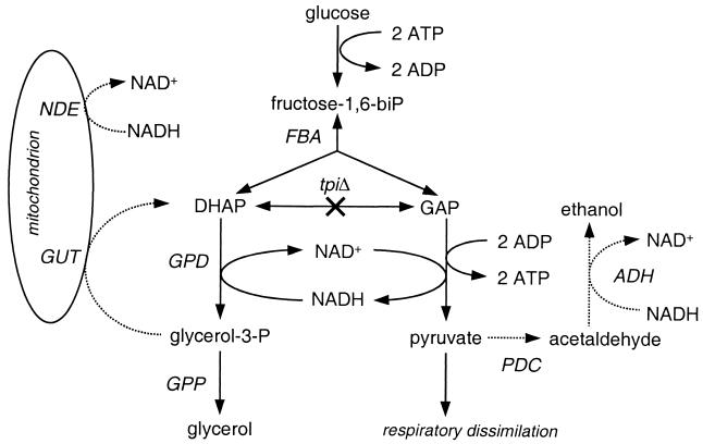 FIG. 1.