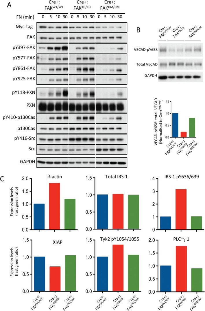 PATH-4911-FIG-0006-c