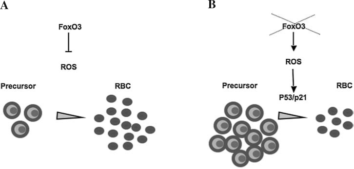 FIG. 5.