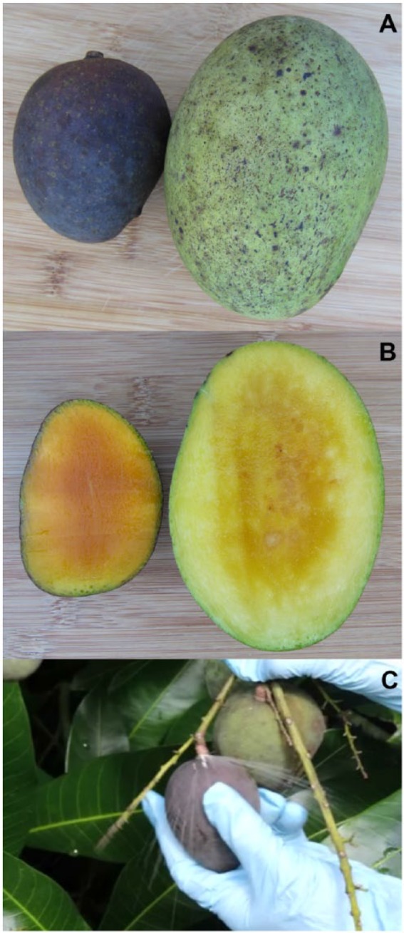 Figure 2.