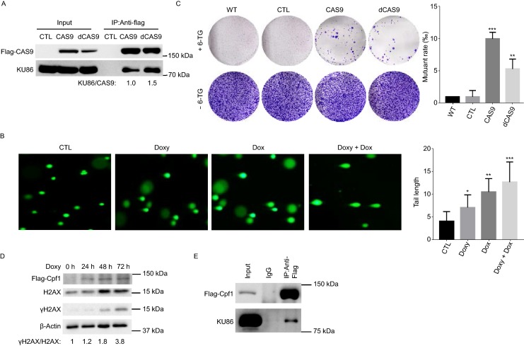 Figure 6