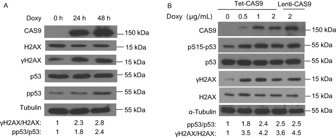 Figure 2