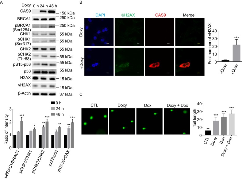 Figure 3