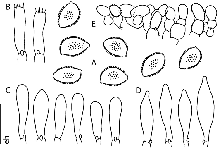 Figure 5.