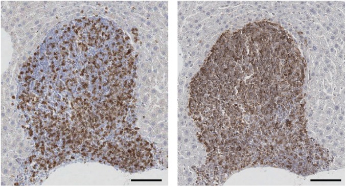 Fig. S3.