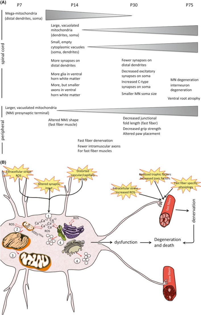 Figure 25