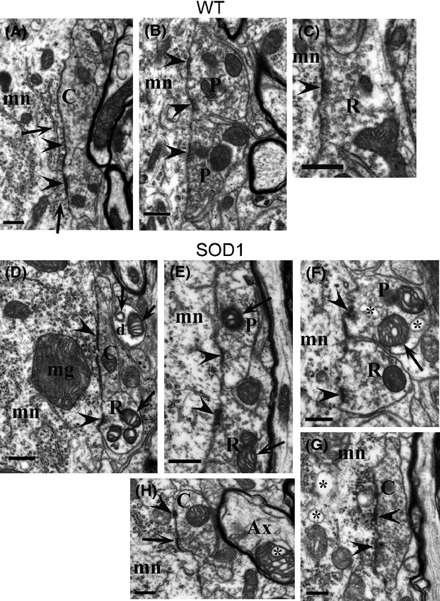 Figure 19