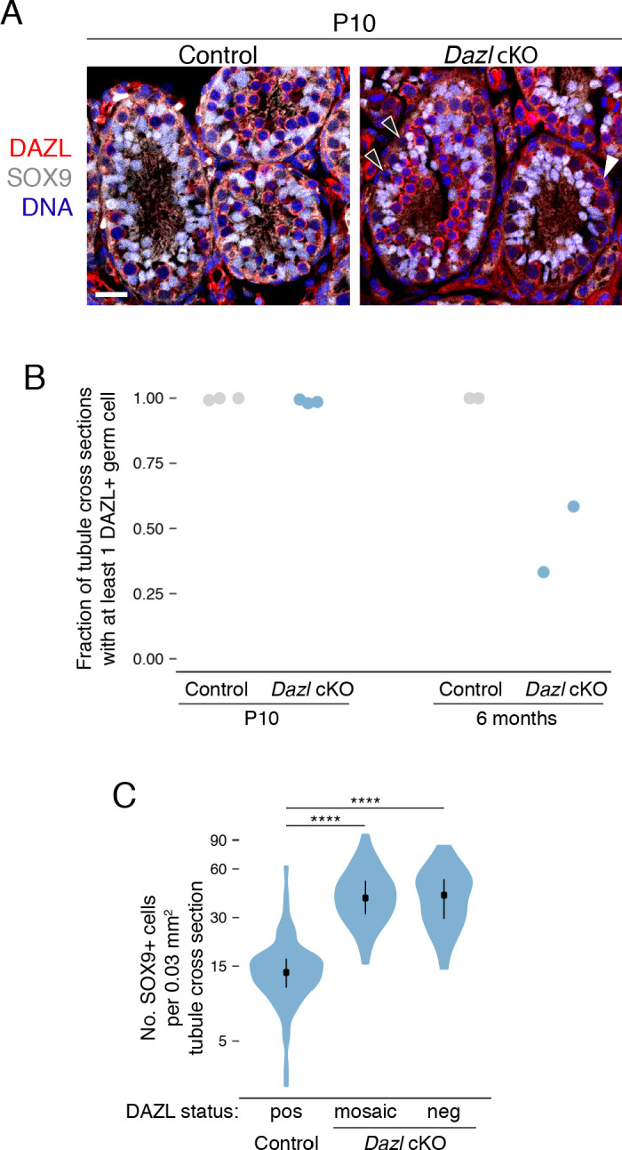 Figure 1—figure supplement 2.